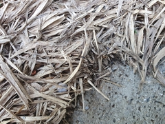 Brachyponera chinensis