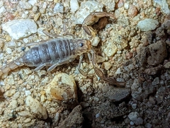 Paruroctonus silvestrii
