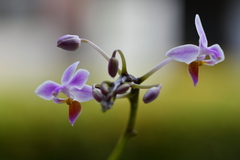 Phalaenopsis equestris