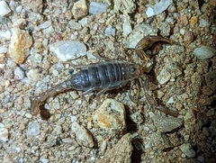Paruroctonus silvestrii