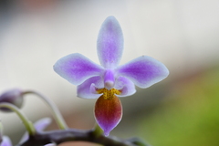 Phalaenopsis equestris