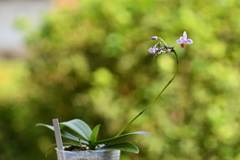 Phalaenopsis equestris