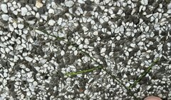 Urochloa subquadripara