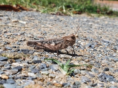 Oedaleus infernalis