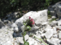 Cynoglossum pustulatum