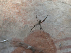 Araneidae