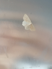 Cyclophora punctaria