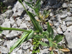 Cynoglossum pustulatum