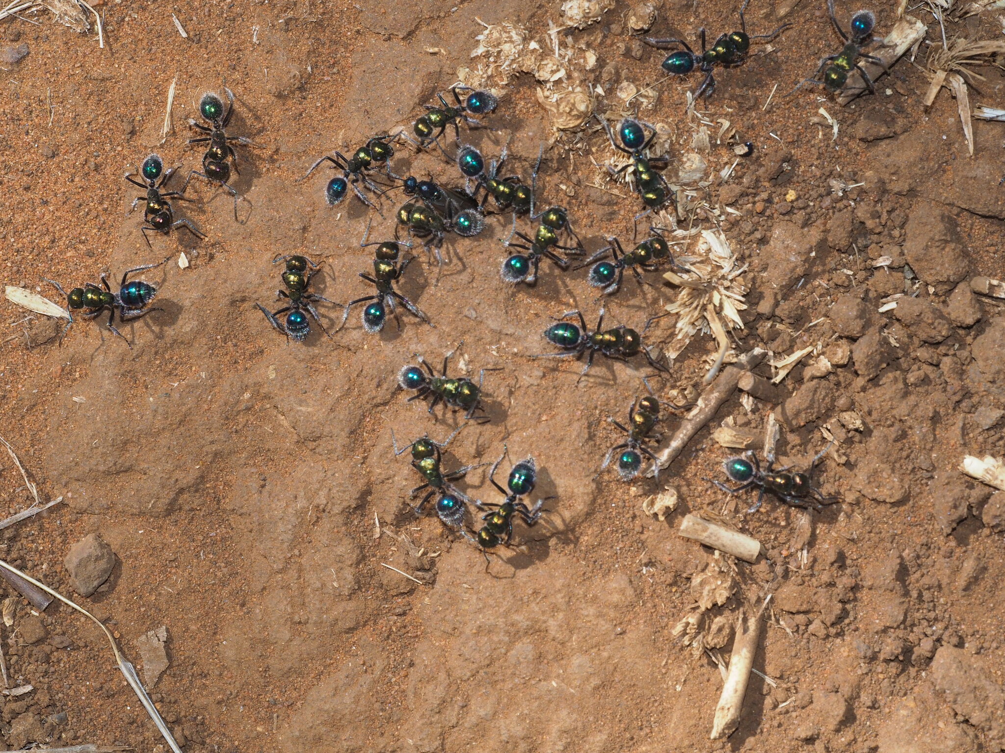 Calomyrmex splendidus
