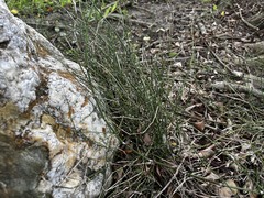 Equisetum ramosissimum