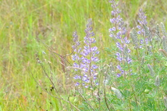 Lupinus albicaulis