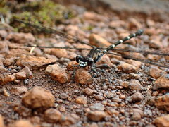 Caledopteryx maculata
