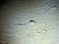 Dipodomys simulans