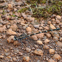 Caledopteryx maculata