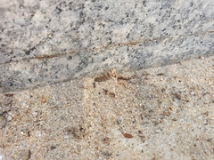 Tetramorium tsushimae