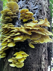 Fungi