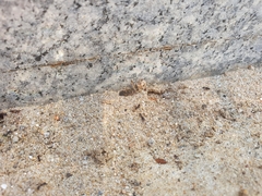 Tetramorium tsushimae