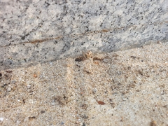 Tetramorium tsushimae