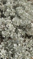 Artemisia argentea