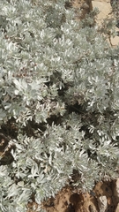 Artemisia argentea