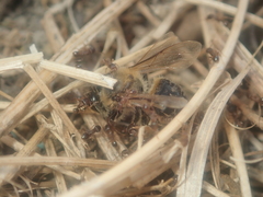 Tetramorium