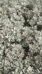 Artemisia argentea