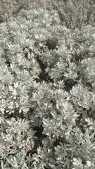 Artemisia argentea