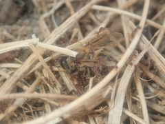 Tetramorium
