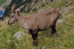 Capra ibex