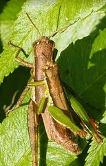 Oxyini