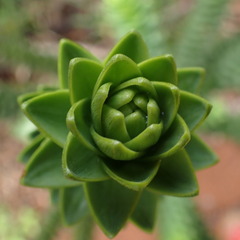 Araucaria muelleri
