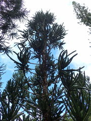 Araucaria muelleri