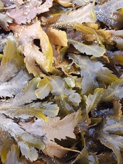 Fucus serratus