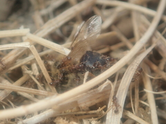 Tetramorium
