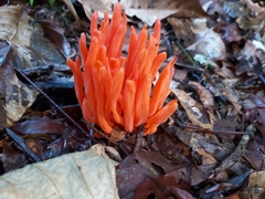 Clavariaceae