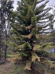 Eutacta