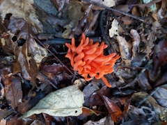 Clavariaceae