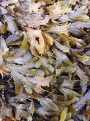 Fucus serratus