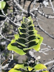 Metrosideros polymorpha