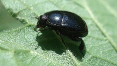 Margarinotus brunneus