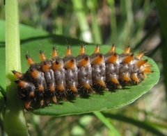 Zerynthia polyxena