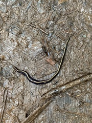 Caenoplana bicolor