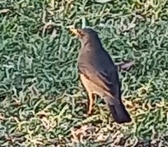 Turdus smithi