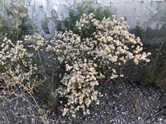 Plecostachys serpyllifolia