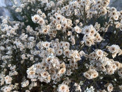 Plecostachys serpyllifolia