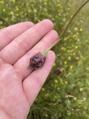 Microseris laciniata