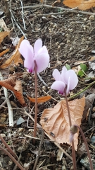 Cyclamen hederifolium