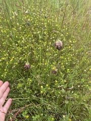 Microseris laciniata