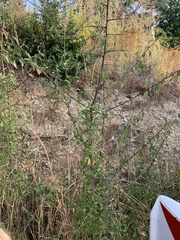 Prunus spinosa