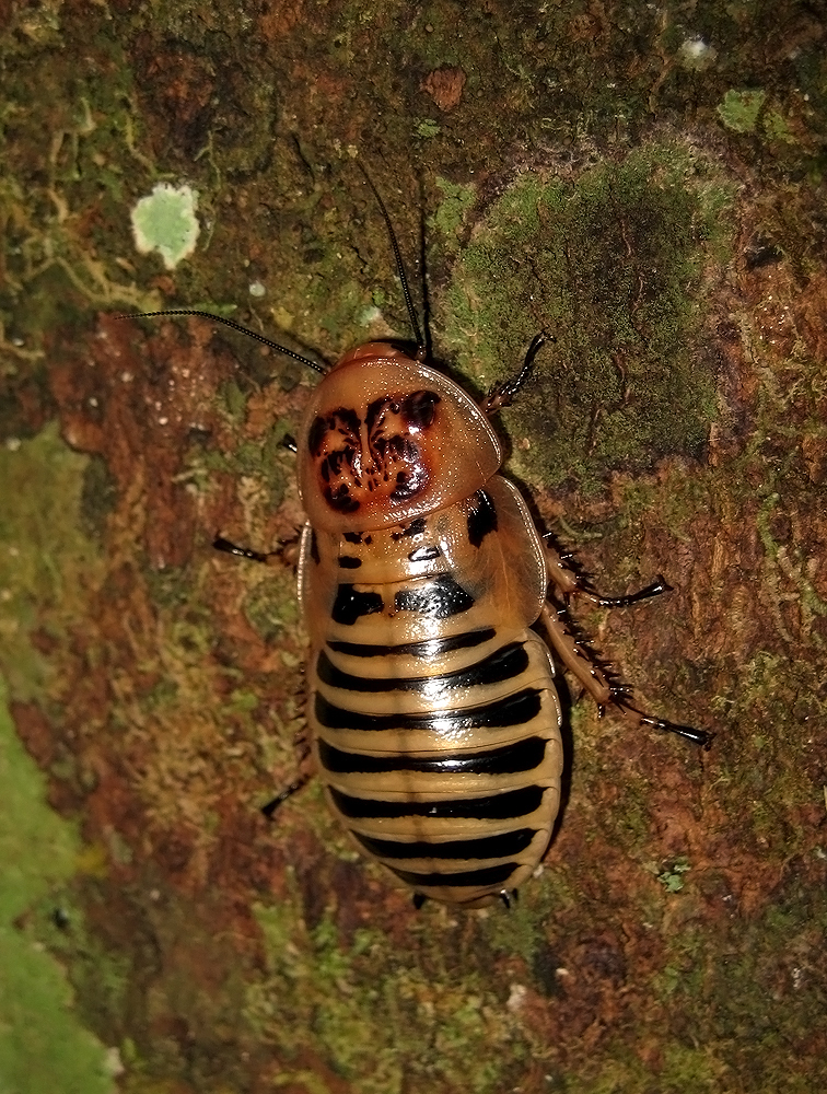 Parahormetica